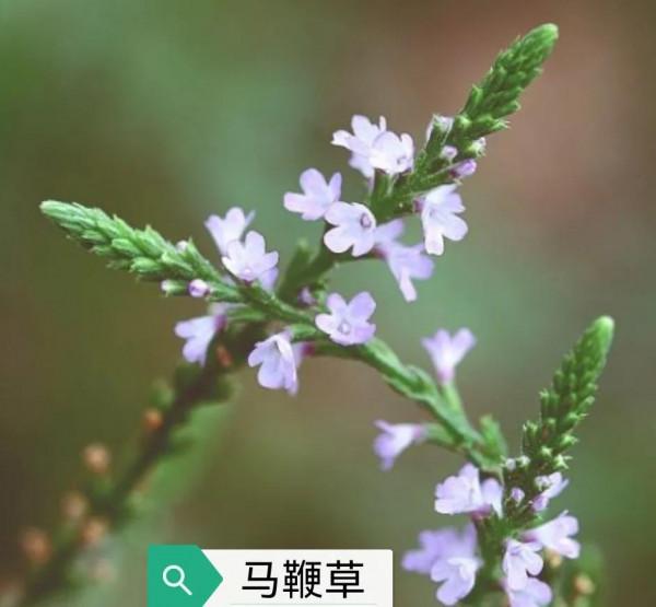 中藥古今研究：馬鞭草