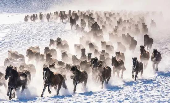30多幅駿馬奔騰圖欣賞
