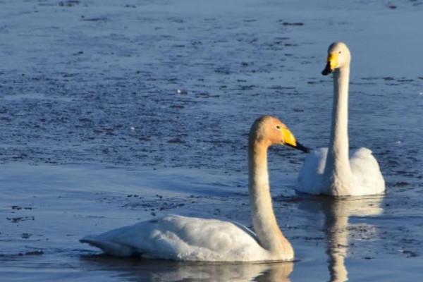 水鏡波光鴻影飛——阿旗沙壩天鵝掠影 水鏡波光鴻影飛——阿旗沙壩天鵝掠影