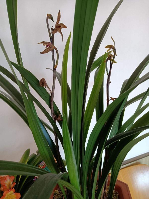 蘭花品種多,中國蘭花五大品種,你知道嗎? 蘭花品種多,中國蘭花五大品種,你知道嗎?