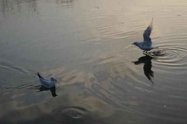 《冬日裡的鏡頭》之三：精靈鷗寶篇