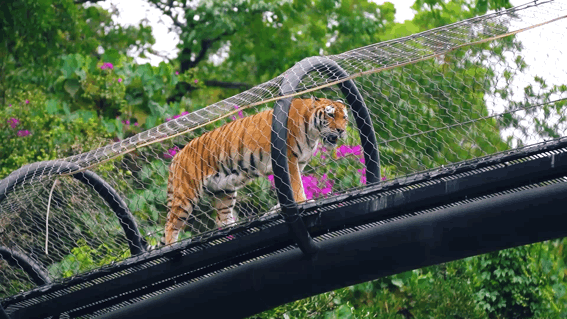 今年的一切以&OpenCurlyDoubleQuote;大橘&rdquo;為重