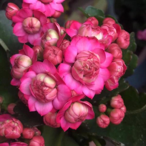 昨夜東風送小花，今朝春色樂全家