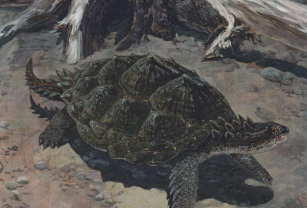 生物進化論中的一樁“懸案”？烏龜，科學家們的“噩夢”
