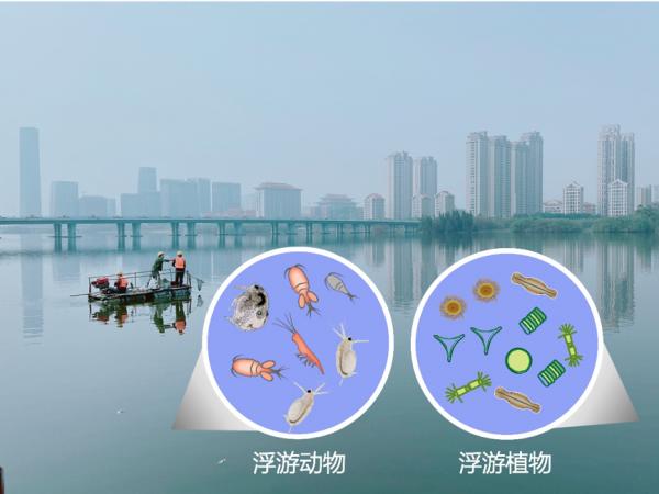 淡水變鹹,會鹹死水中的微型浮游生物嗎? 淡水變鹹,會鹹死水中的微型浮游生物嗎?