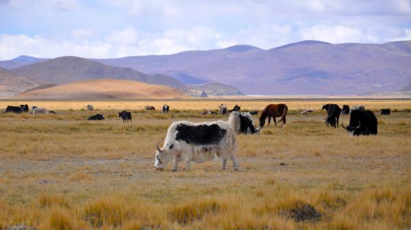 1994年索南達傑被盜獵者殺害,妹夫繼承其遺志,三年後卻中槍身亡 1994年索南達傑被盜獵者殺害,妹夫繼承其遺志,三年後卻中槍身亡