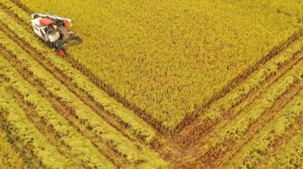 豐收時，哪些氣象技術幫了大忙？
