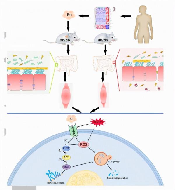 丁酸鹽透過增強腸道屏障功能，改善糖尿病腎病骨骼肌萎縮