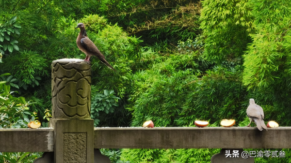 渝北大龍山有一座千年古寺，傳說唐三藏去過