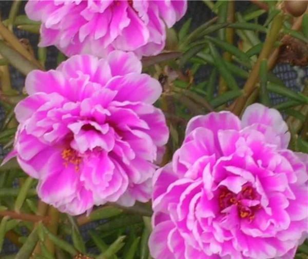 太陽花裡的翹楚一一鬆葉牡丹