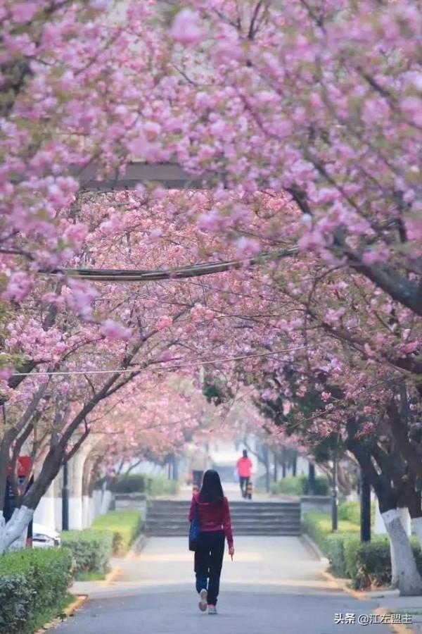 期待春天來了的時候，和你一日看盡長安花