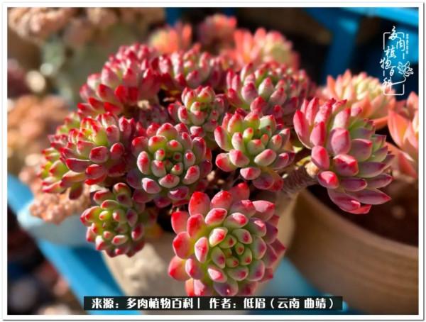 溫暖的多肉微語，陪你度過寒冷的聖誕平安夜！（2021）