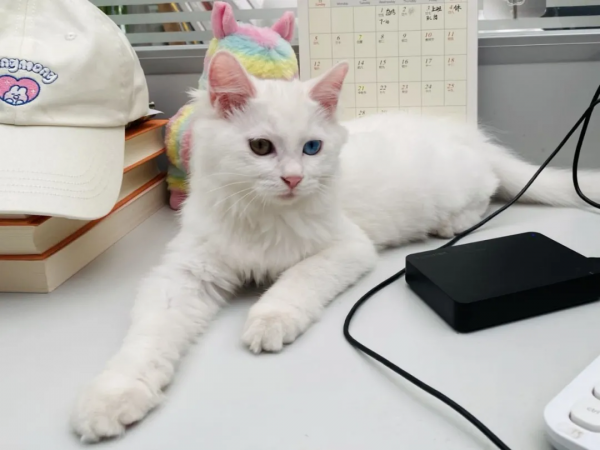 小孩淘氣，天經地義