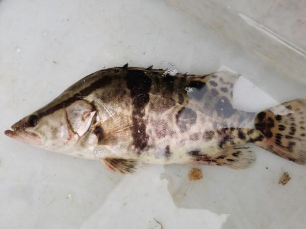 我本來想著搶在洪峰前釣釣魚，沒成想差點沒走出來……