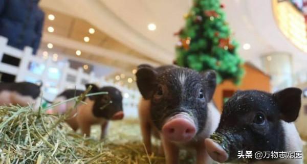 養貓養狗又養豬，養一隻寵物豬是怎樣的體驗？