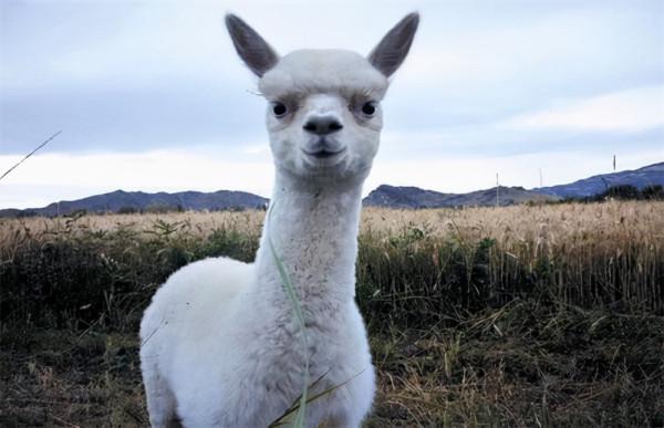 《西遊記》中的獅虎實力大比拼，結果毫無懸念