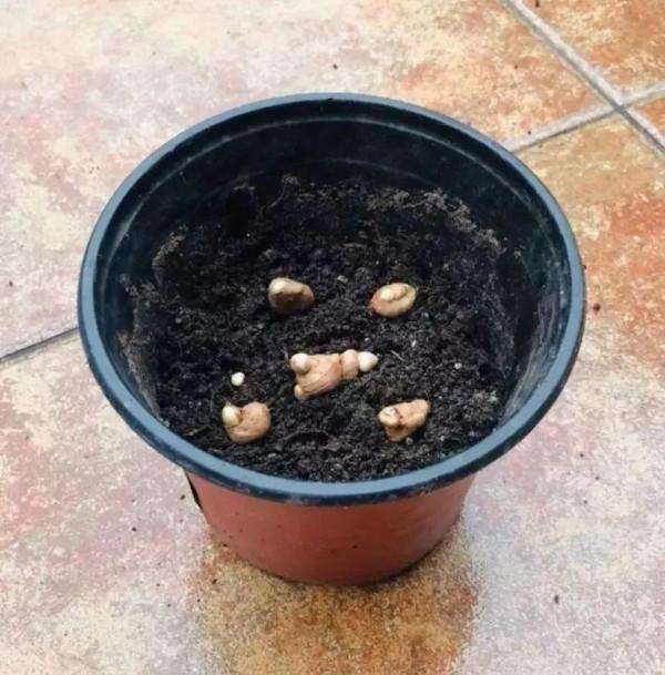 6種“女人花”能吃又好聞，採花泡茶養容顏，女人養花，花養美女