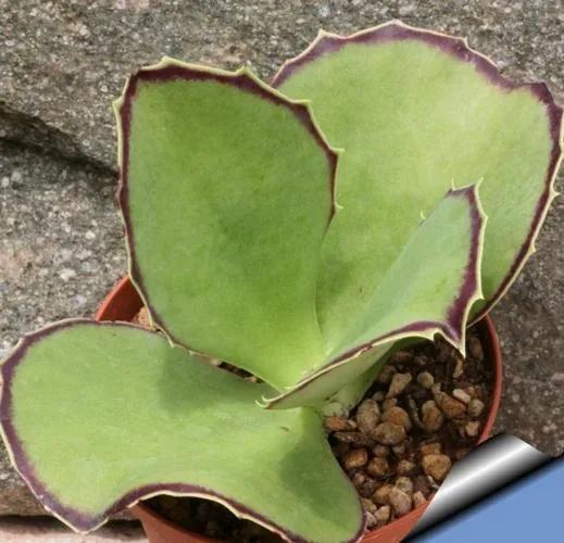 景天科、伽藍菜屬常見多肉植物有哪些？