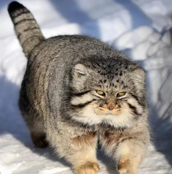 “貓中呂布”兔猻：脾氣火爆的國家二級保護動物