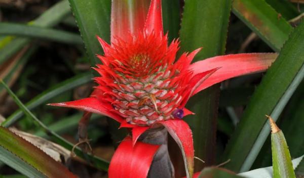 各色的花都開得繽紛絢燦，好像天上降下了一道彩雲