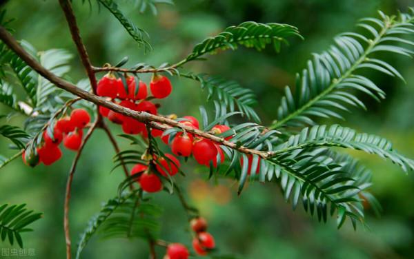 庭院無樹，無福無祿？有院子就種15種樹，隨便選一種，吉祥又好看