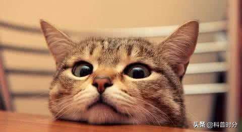 不同動物眼中的世界，看完你還相信我們看到的世界才是真實的嗎？