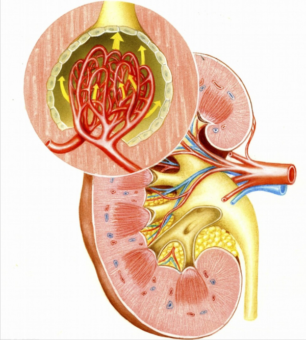 吲哚布芬，抗血小板兼抗凝，舒張血管、減輕炎症，防治心腦腎缺血