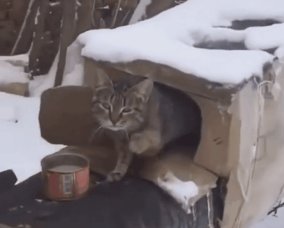 當社交NB症小貓咪進家後…主人：我造了什麼孽啊