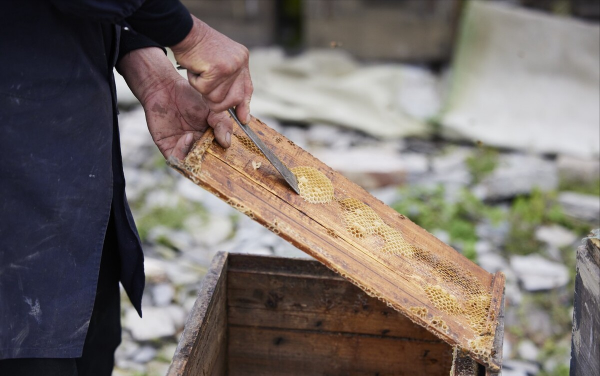大叔養殖東北黑蜂，一年只需工作半個月，收穫超過一千五百萬元