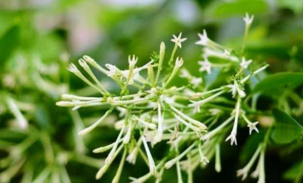 4種香味花,香氣太濃郁,不能在室內養,會影響健康 4種香味花,香氣太濃郁,不能在室內養,會影響健康