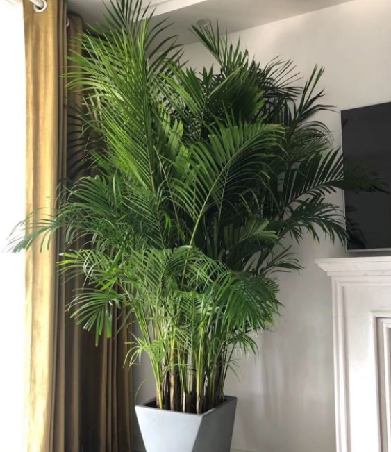 5種“網紅花”,漂亮檔次高,家裡養一盆,富貴又吉利 5種“網紅花”,漂亮檔次高,家裡養一盆,富貴又吉利