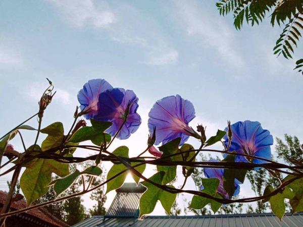 看慣了普通花色,換牽牛花試試,開盲盒般的驚喜花色 看慣了普通花色,換牽牛花試試,開盲盒般的驚喜花色