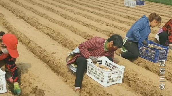 種植大姜的正確方法和步驟 種植大姜的正確方法和步驟