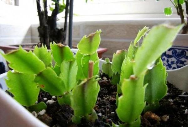 這5種葉子,現在可扦插,生根快成活率高,30天收穫滿滿一陽臺 這5種葉子,現在可扦插,生根快成活率高,30天收穫滿滿一陽臺