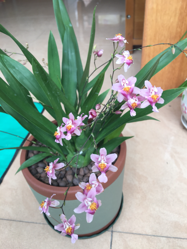 沒光也能開花的4種植物，花香濃郁寓意好，冬天養正合適