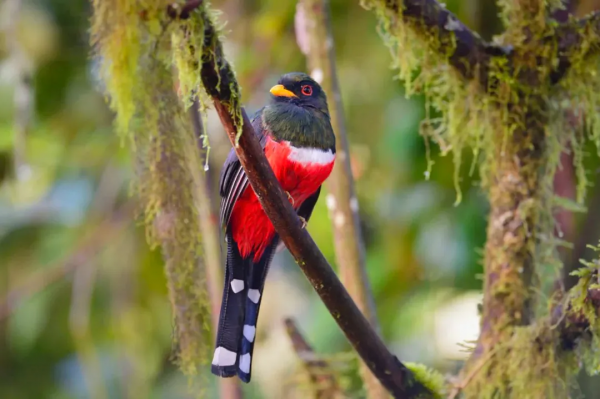 珍稀鳥兒60種，喜歡的來看了