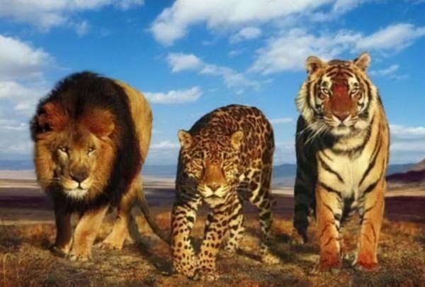 《西遊記》老虎的地位和實力居然連豹子都不如