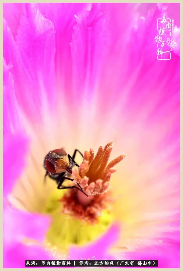 我若盛開，蝴蝶愛來不來