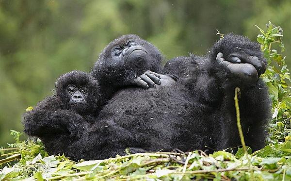 部落土著文化和非洲動植物自然風景相結合的剛果20000法郎鈔票 部落土著文化和非洲動植物自然風景相結合的剛果20000法郎鈔票