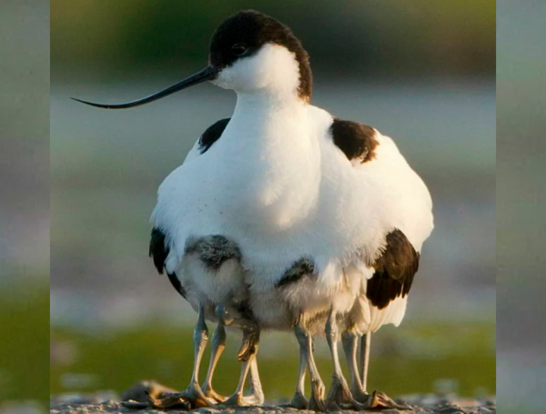 25張罕見的動物照片：折斷脖子的長頸鹿，會噴粉色墨汁的海兔