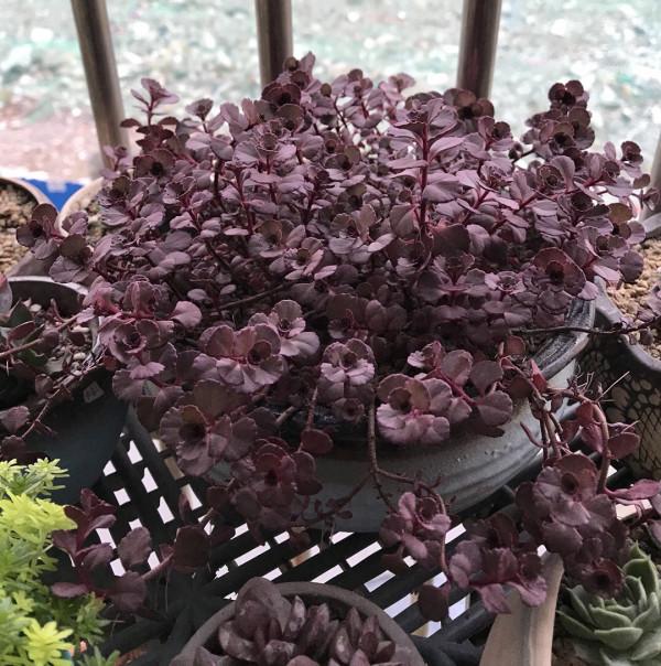 這“三多肉”不怕凍,越冷越美出狀態,零下30℃也能綴滿一大盆 這“三多肉”不怕凍,越冷越美出狀態,零下30℃也能綴滿一大盆