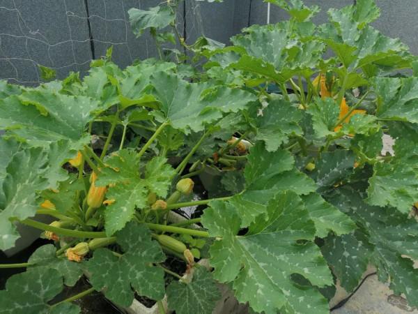 難忘的2021年樓頂菜園(上) 難忘的2021年樓頂菜園(上)