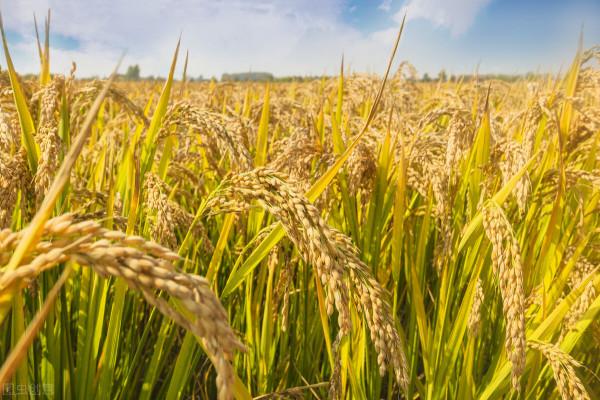 2月17日國內各地稻穀價格釋出