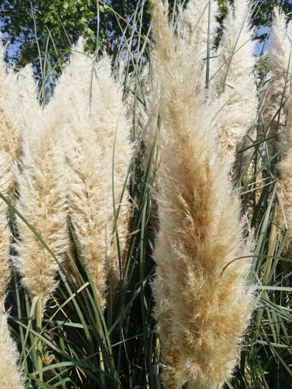 中秋佳節，蒲葦銀染