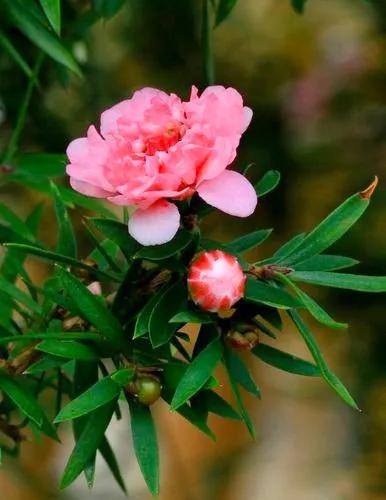 非松亦非梅的松紅梅