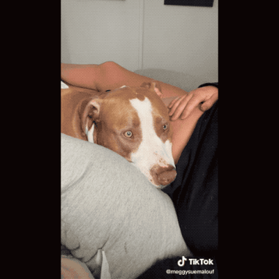 狗狗第一次感到主人肚子裡的寶寶踢踹,當場震驚,那表情太真實了 狗狗第一次感到主人肚子裡的寶寶踢踹,當場震驚,那表情太真實了