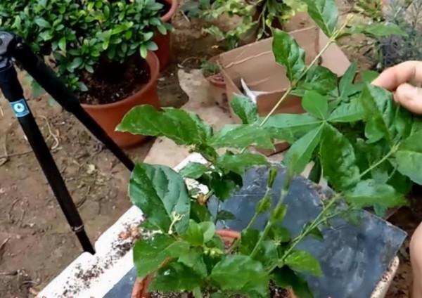 “茉莉花”一茬又一茬,只剪“殘花”是不夠的,“兩點”要做好 “茉莉花”一茬又一茬,只剪“殘花”是不夠的,“兩點”要做好