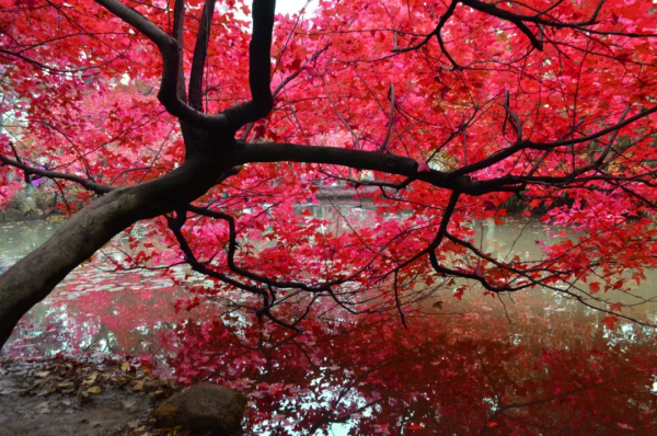 中國深秋10大最“紅”的紅葉林，準備好出發了嗎？