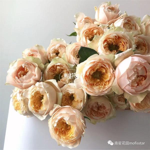 多頭黃蝴蝶 · 奶黃小包子