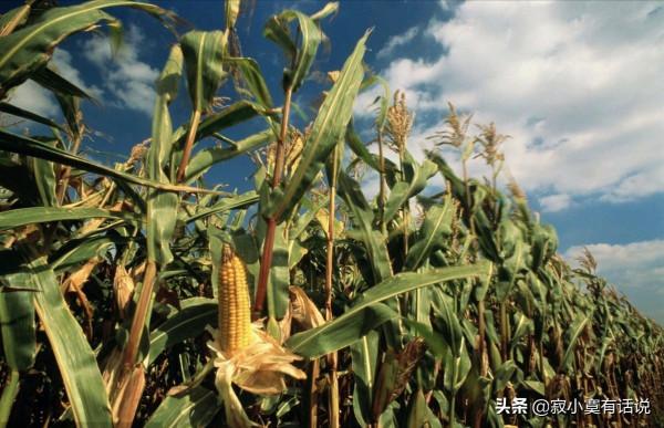 一個農村孩子的秋收回憶